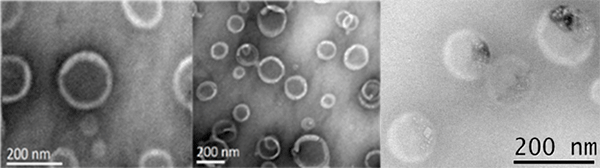 Figure 1. TEM images of hollow nanoparticles (left and middle) synthesized via inverse miniemulsion periphery polymerization (RAFT) of MMA and EGDMA. Right: TEM of hollow spheres with protein located in the core 4-7-1