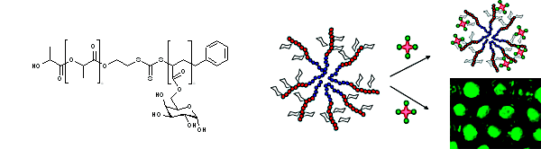 Figure: Example of a glyco block copolymer and schematic representation of PNA lectins binding with galactosylated micelles and porous films 4-5-1