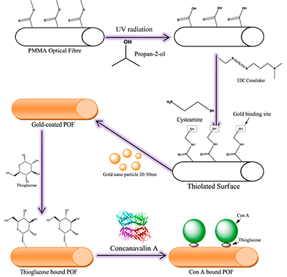 Figure 1. Reaction designs for POF surface modification and binding tests 2-4-1