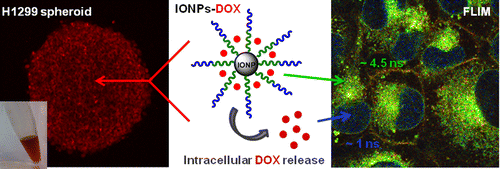 Figure 1. Iron oxide nanoparticles for the treatment of breast cancer and lung cancer. 4-9-1